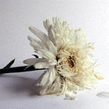 head1
